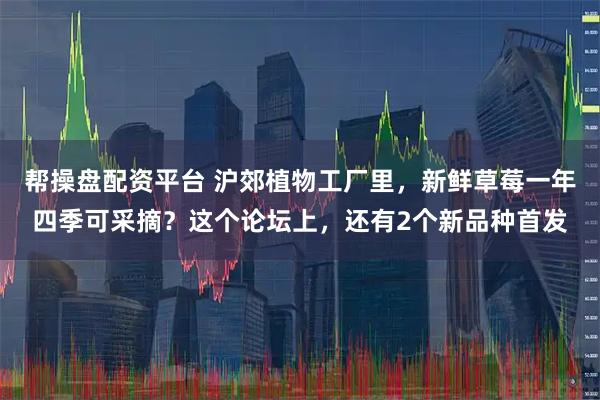 帮操盘配资平台 沪郊植物工厂里，新鲜草莓一年四季可采摘？这个论坛上，还有2个新品种首发